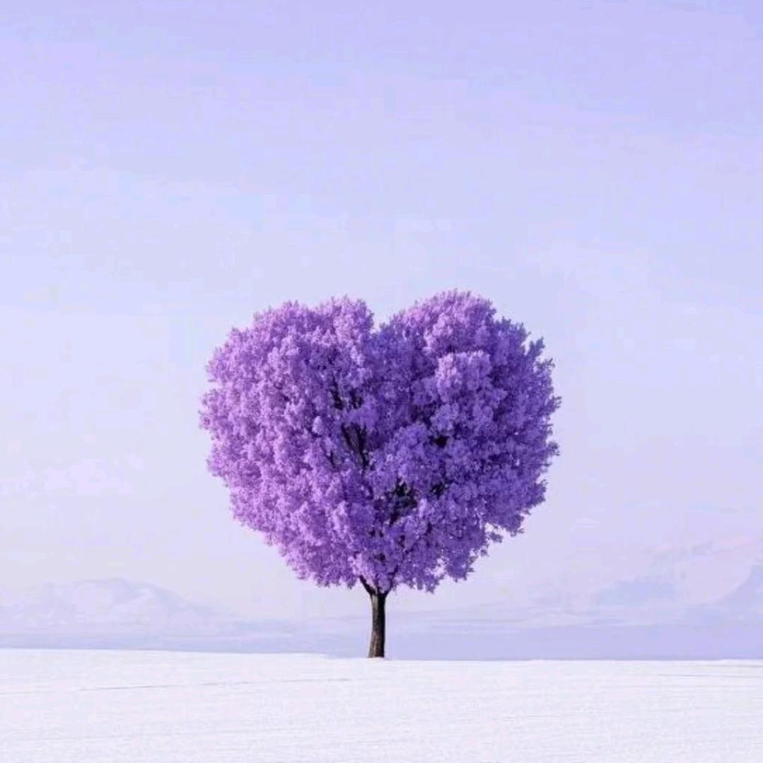 @听🍡说糖很甜🍒