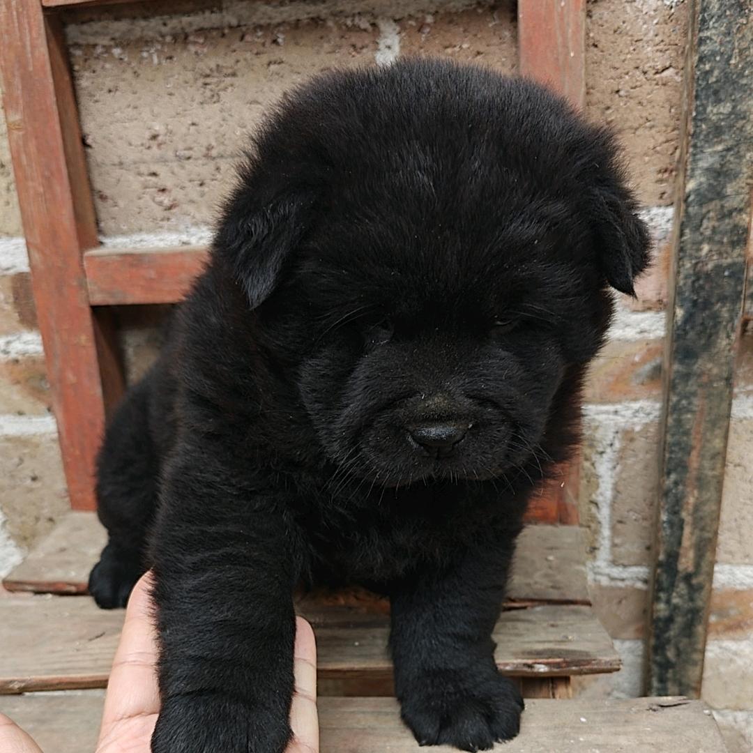 老曾，五红，五黑养殖场🌹🌹🌹