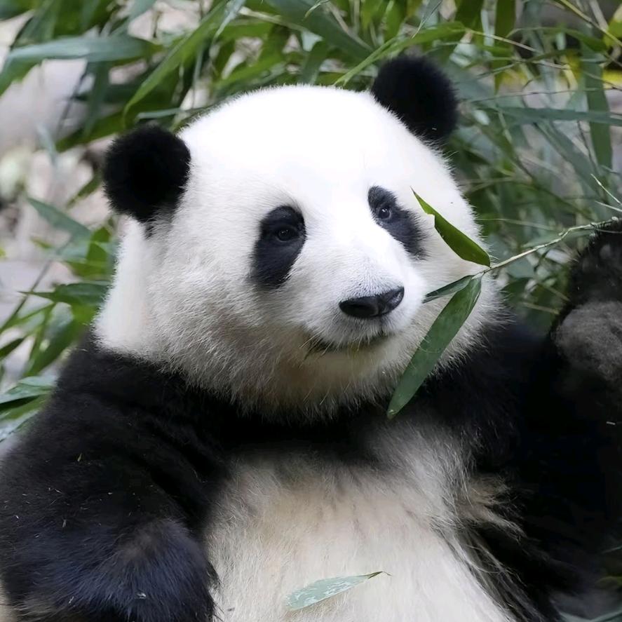 大熊猫小团子