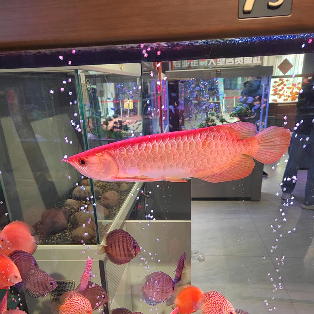 ꧁༺擒贼༒先擒王༻先生꧂