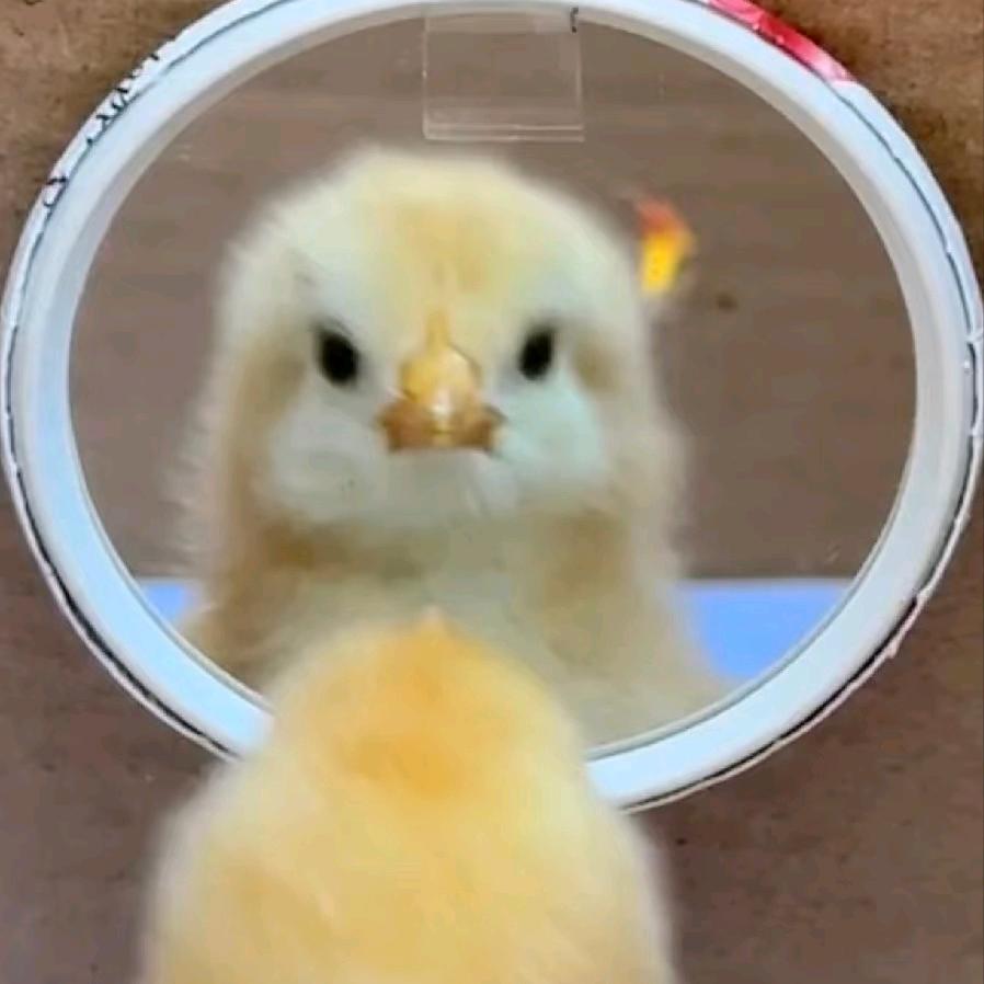 小鸡🐥