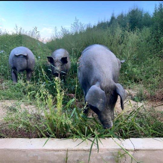 🐷土猪生鲜🐷