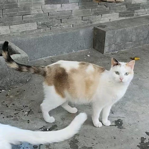 大齐说书诸葛渊
