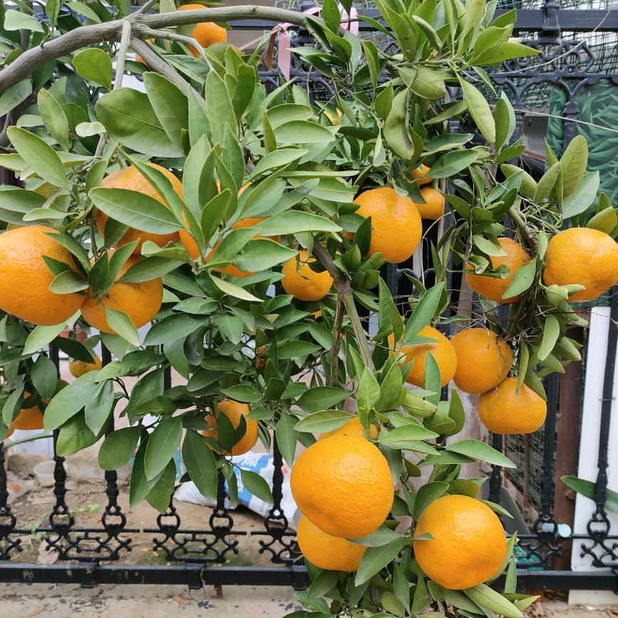 姐爱花草