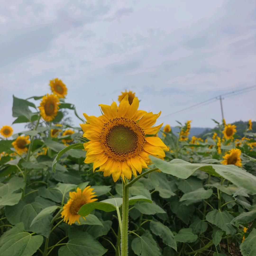 绿植砖家（学习中）