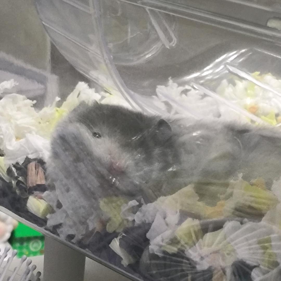 李壮壮🐭