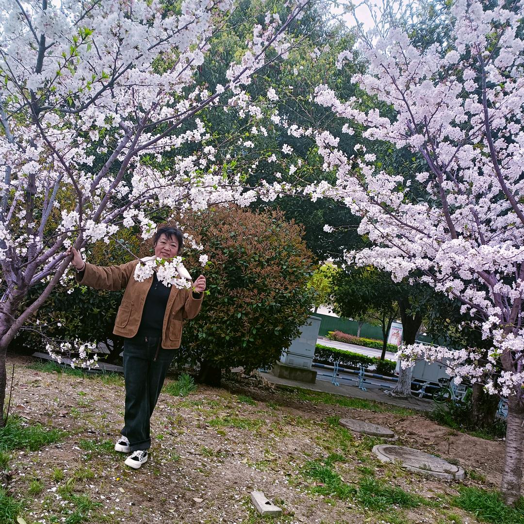 樱花树下的约定