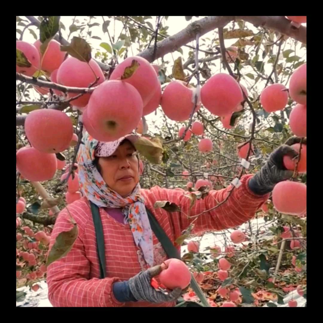 蓬莱迎久种植园萍姐