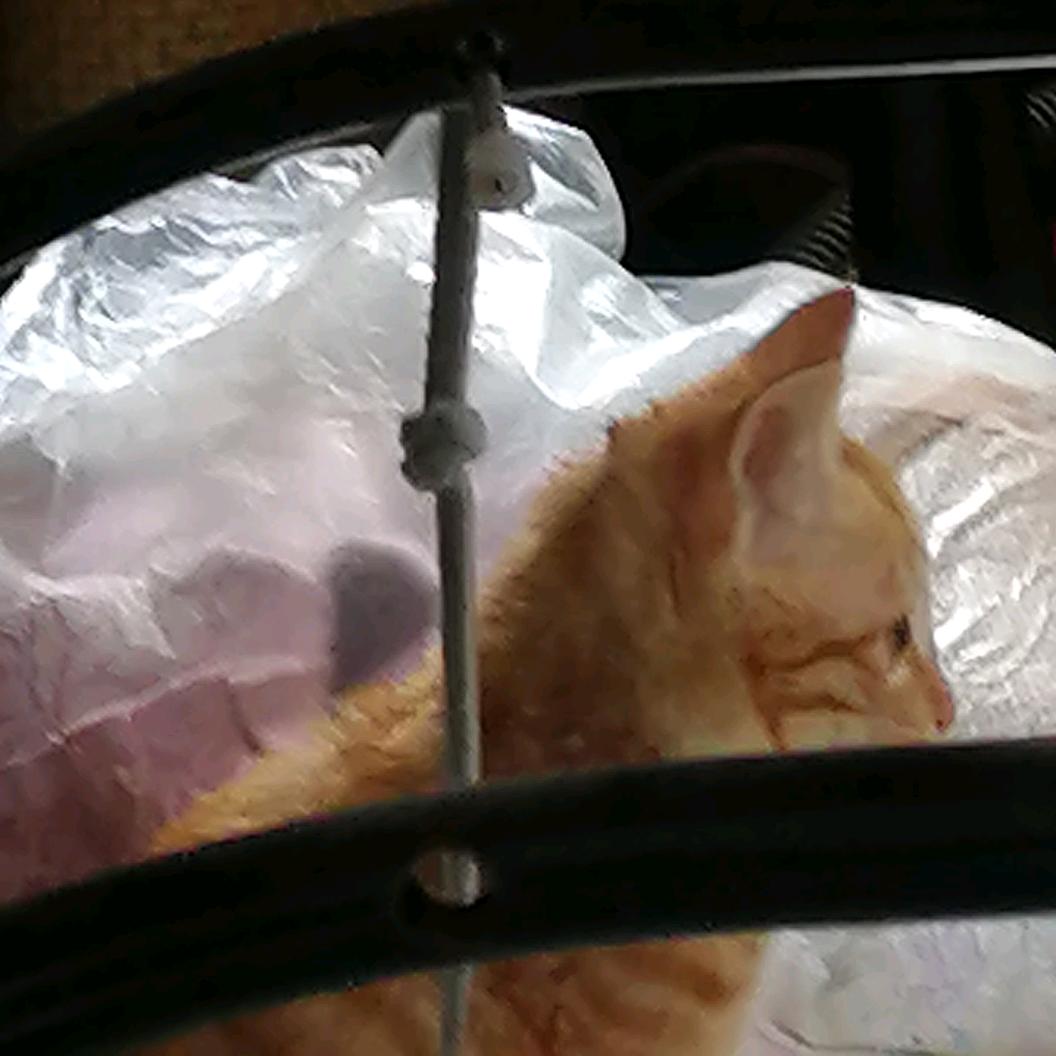 🐨蛋仔派对🐱头像