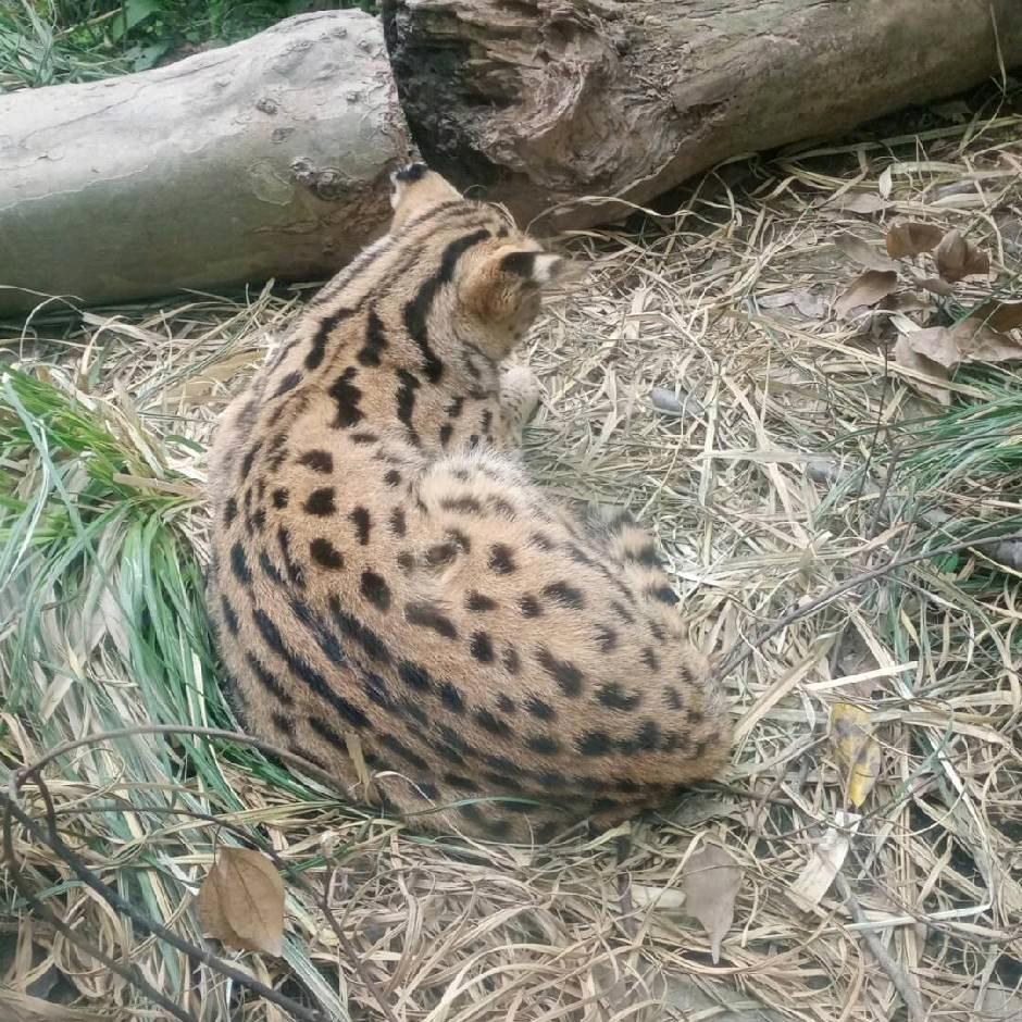 彼岸花的眼泪