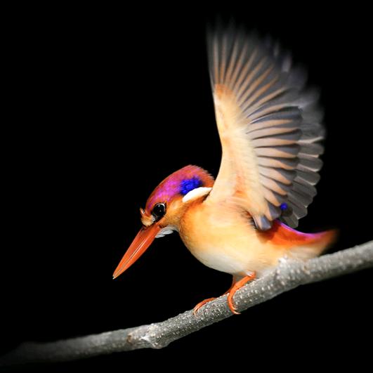 I'm Kun.（绿顿作物）