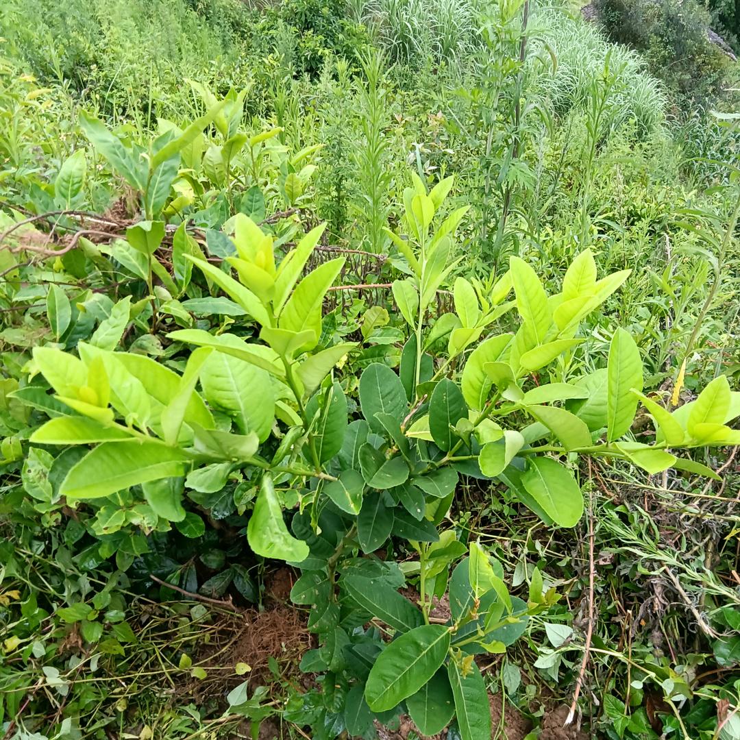 用有真情