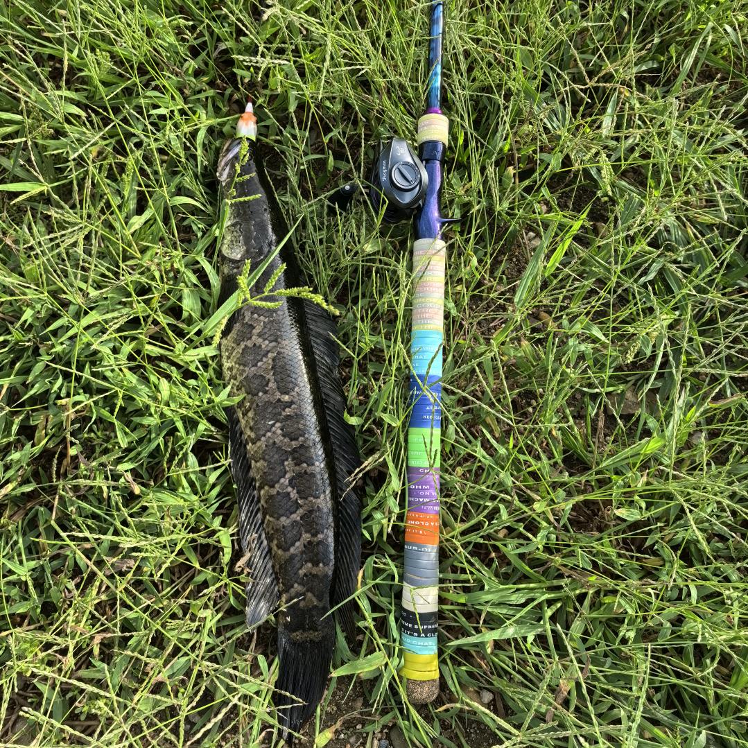 A皇室路亚（雷强小学生）