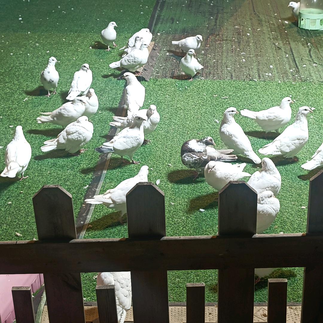 桃花源香格里拉