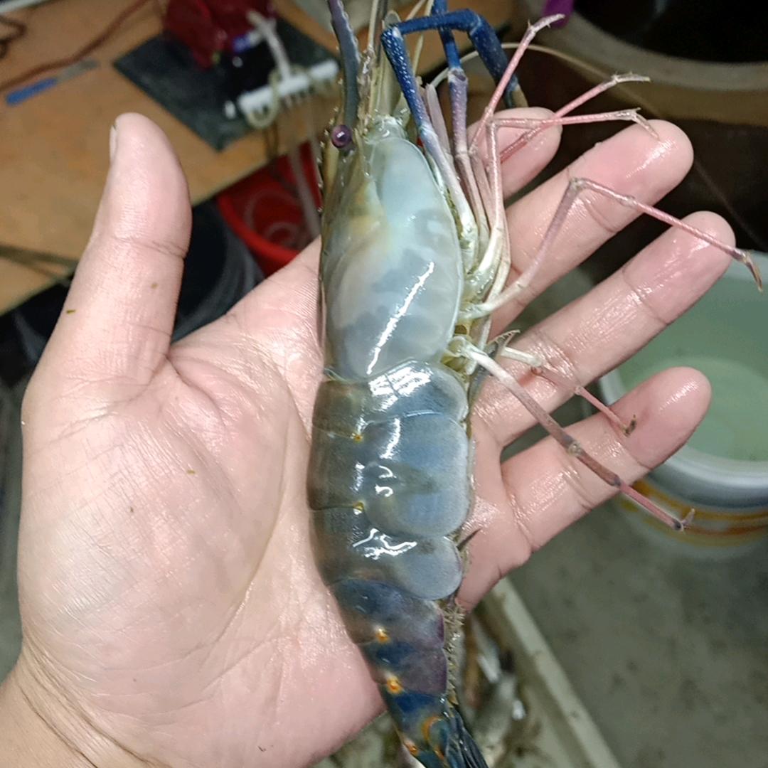 @户外～黑皮哥