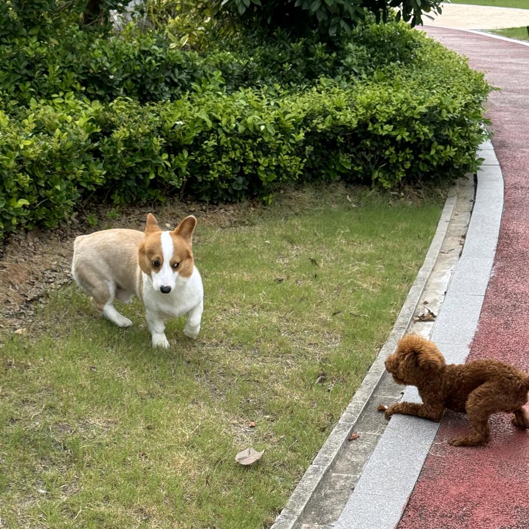 迷途