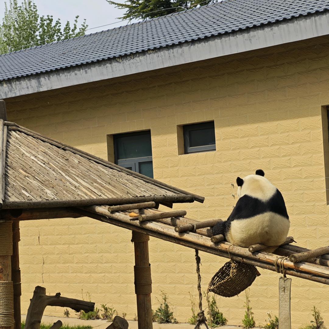 开屏广告小游戏