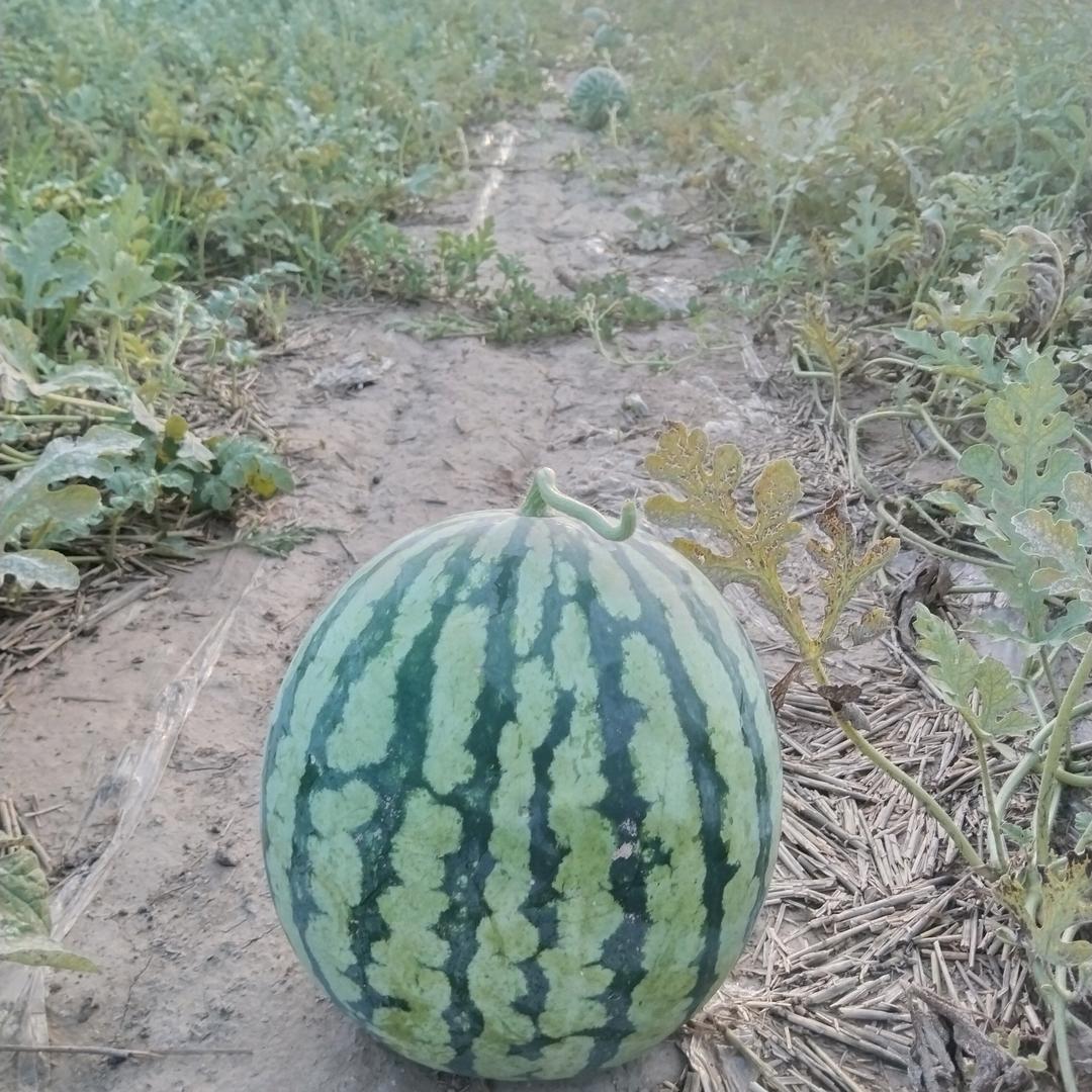 河南扶沟代卖西瓜大蒜花生粘玉米