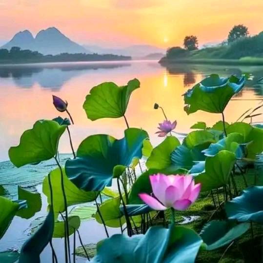 🍀温暖💐四季☘️