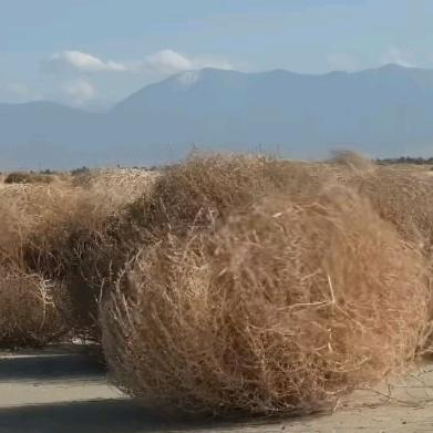 @风🌿滚🌿草🌿