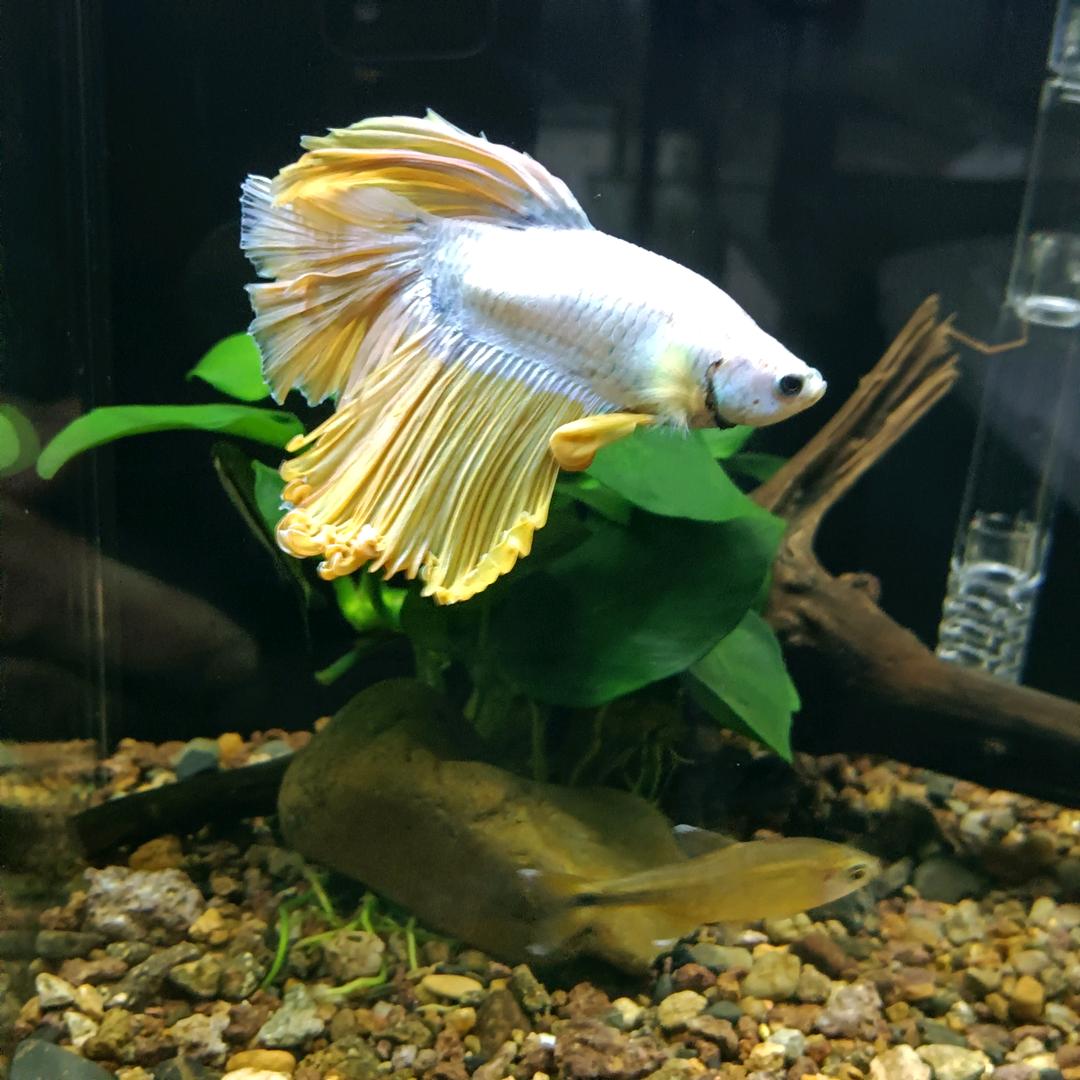 等风鱼室（风车等风）