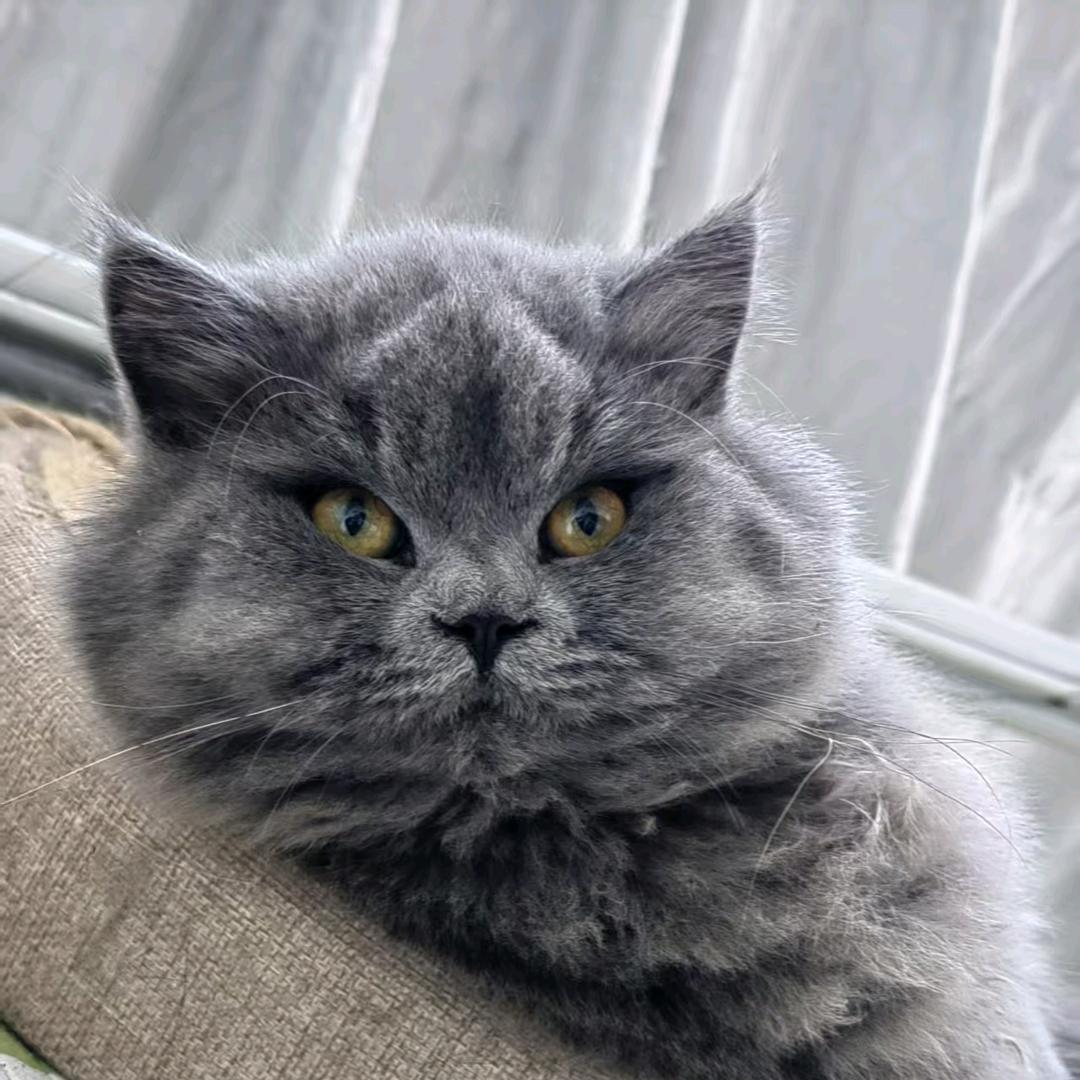 🐕福崽崽🐱
