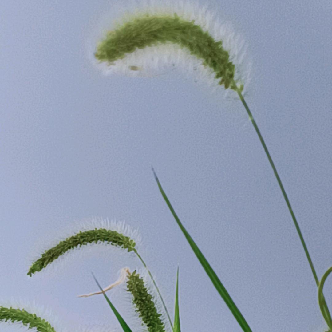 榴莲
