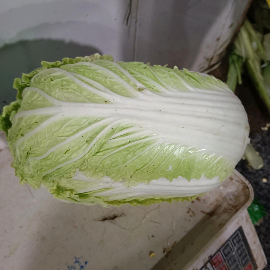 大白菜炖粉条
