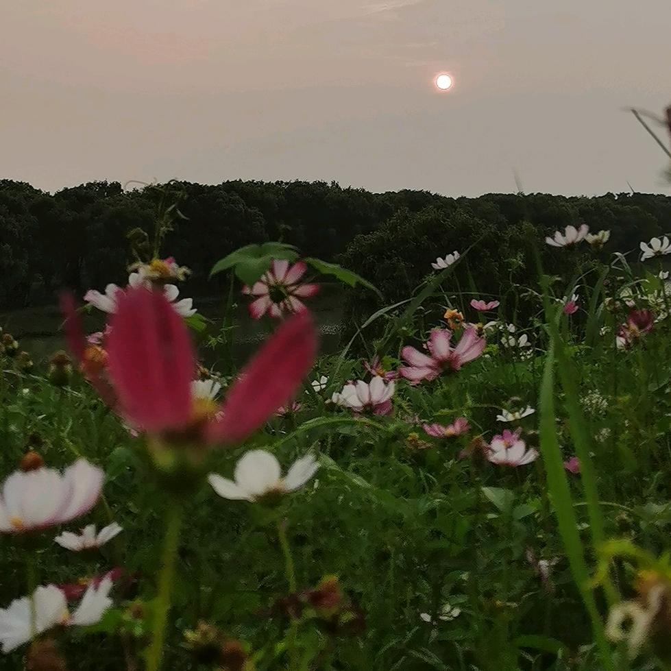 ℳঞ小叶꧔ꦿ᭄💕