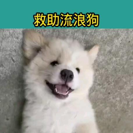 萌宠治愈屋