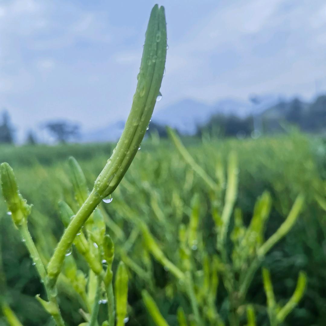 萍姐黄花阁