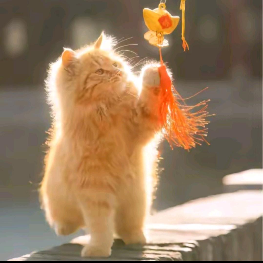 喜欢吃青门绿玉果