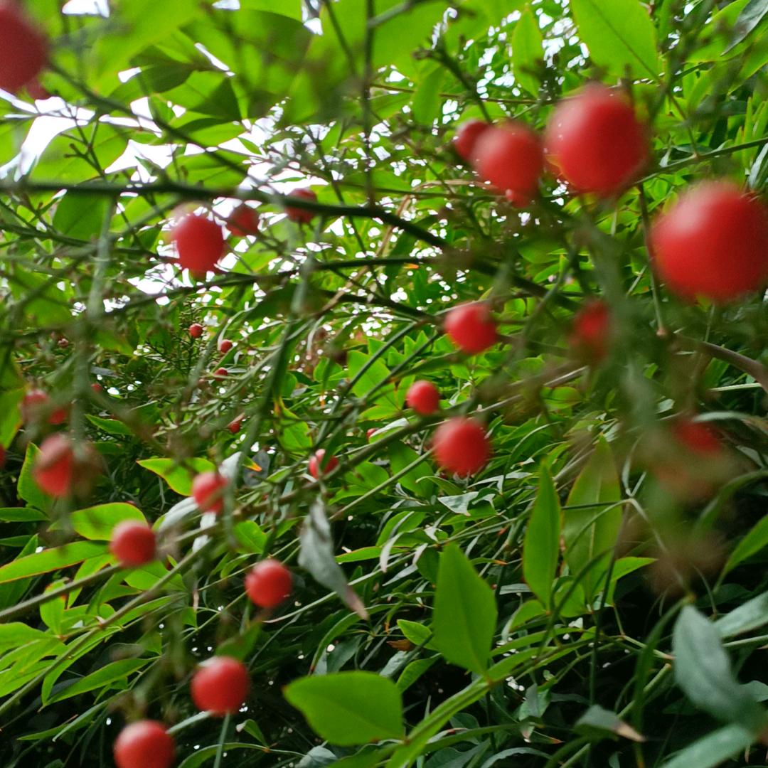 ❤️❤️❤️❤️夫人