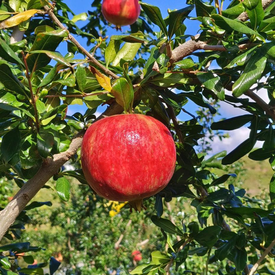 贵和（青野间）