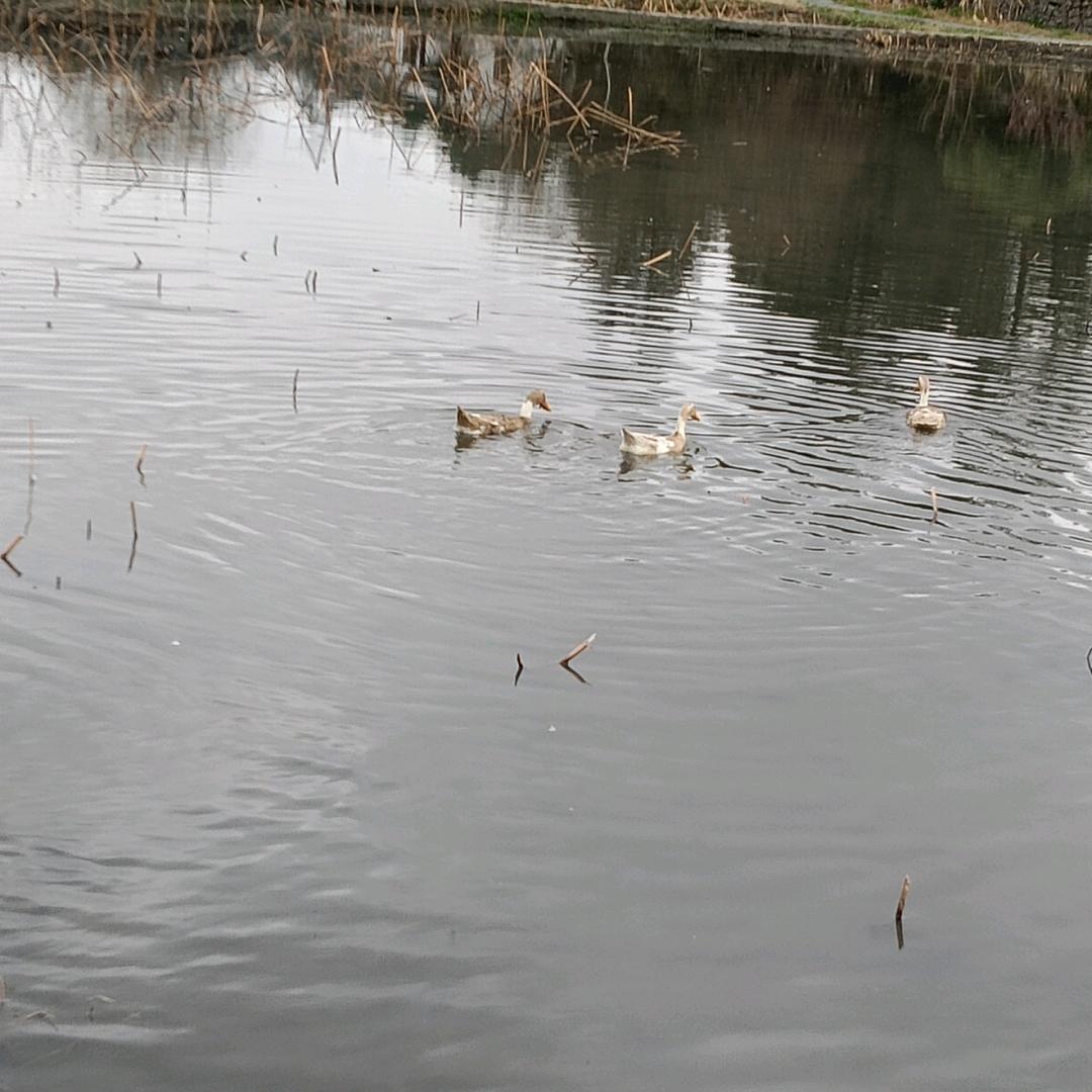 春意盎然