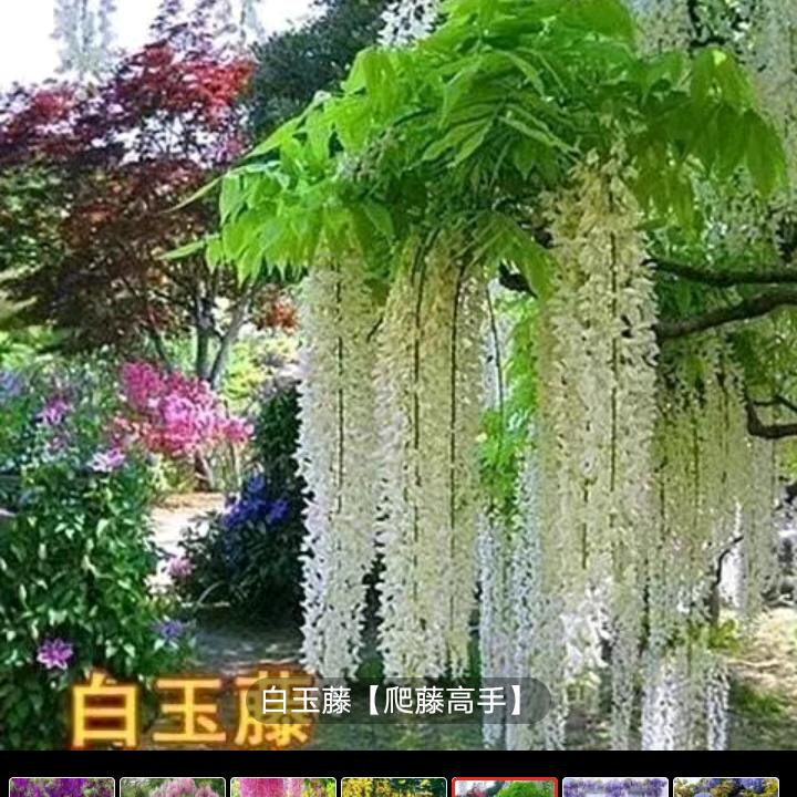 大花