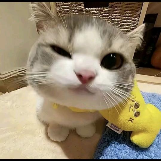 橘莵是兔