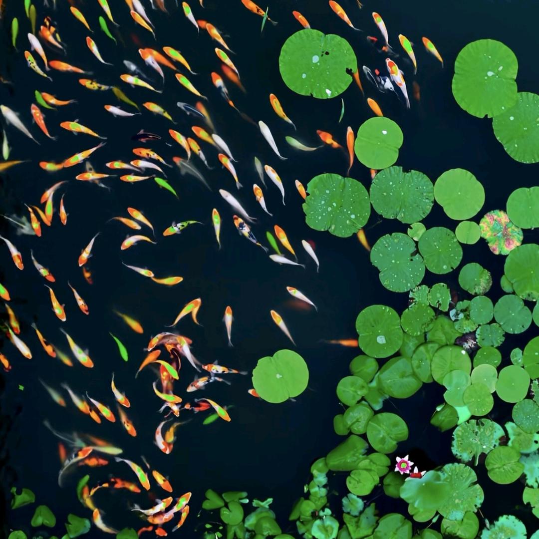 小胖手【福利号】