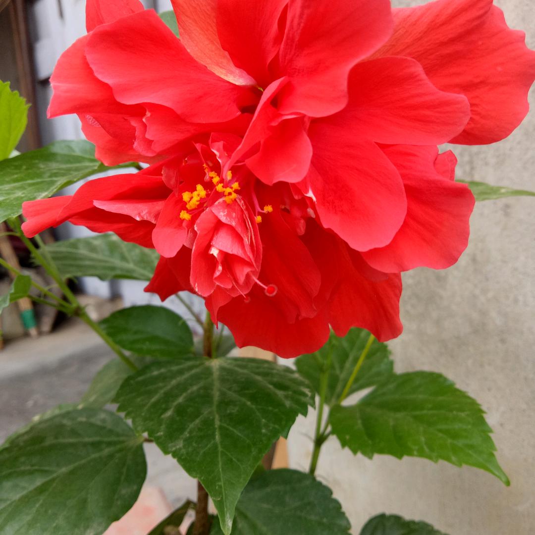 芬芳888