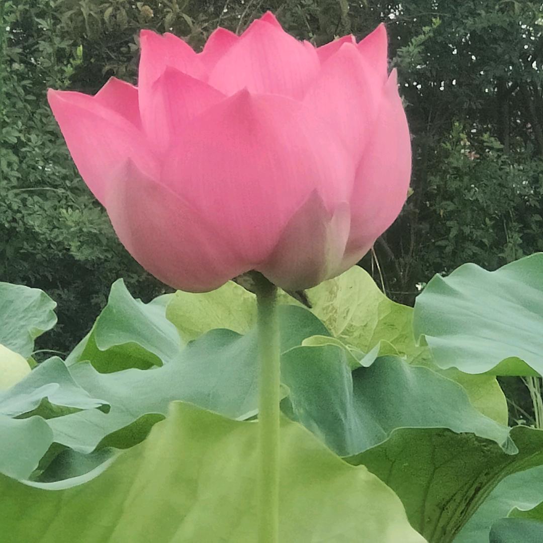 草珊瑚