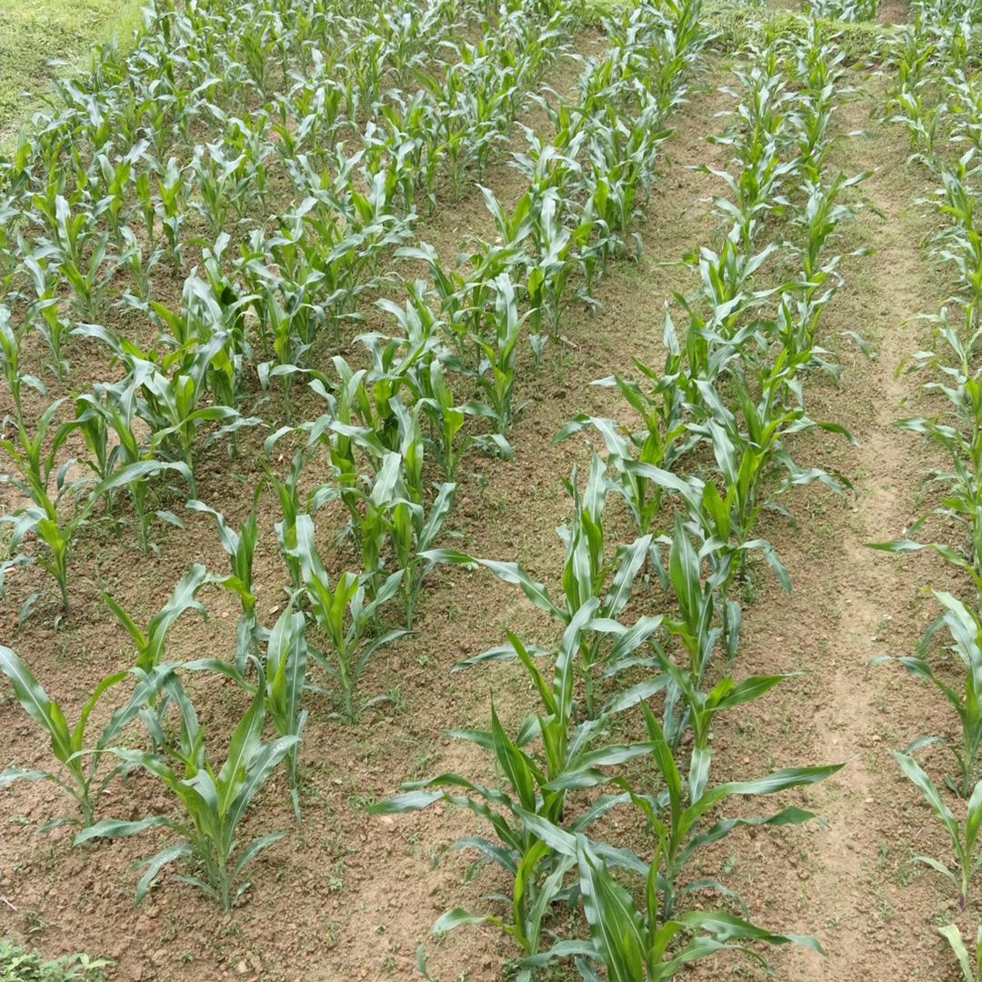 王子犯法与庶民同罪人与龙共舞\\ 厚录☆