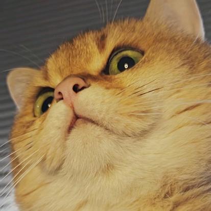 一只吐司🐱头像
