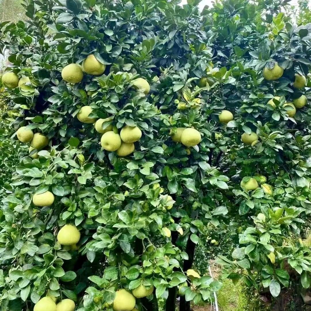 正宗度尾红心文旦柚🌿