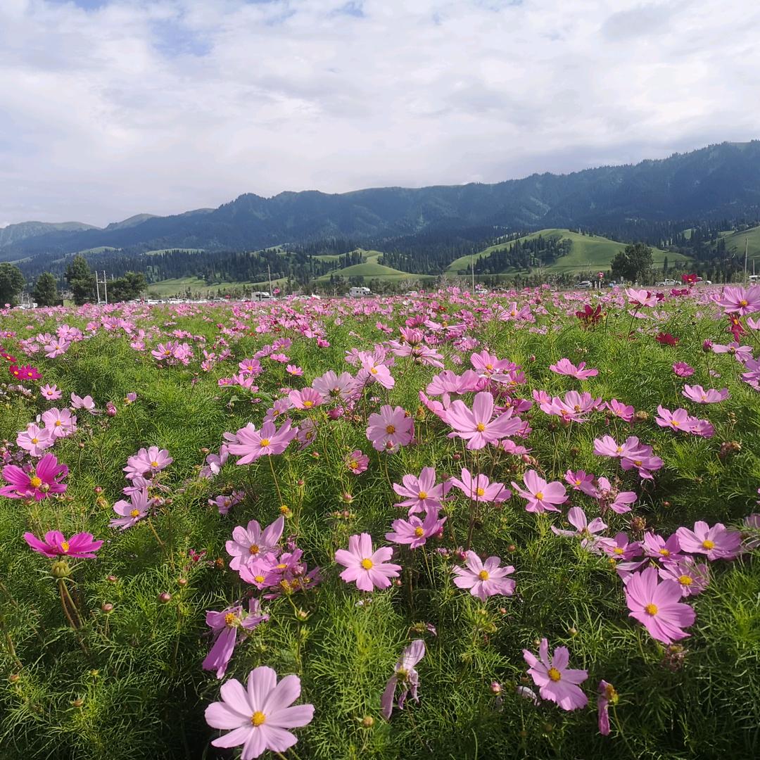 你若盛开，清风自来