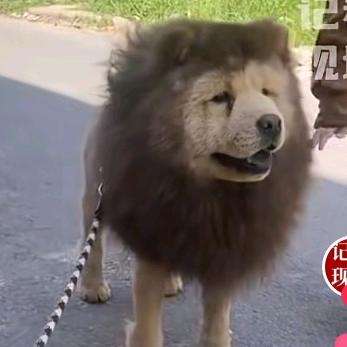 狮子🦁仔😁