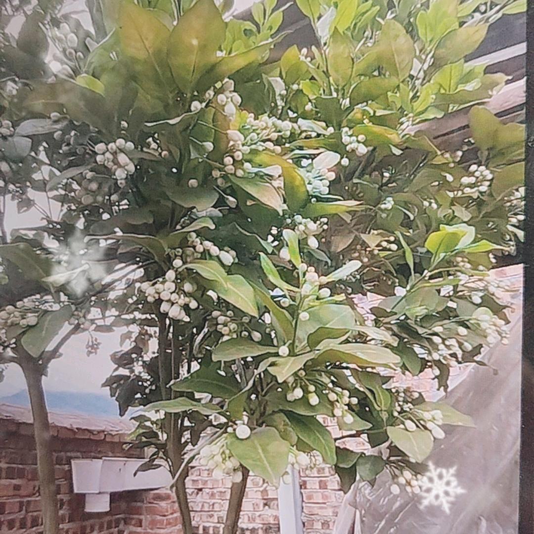 征枫商贸潮流臻选阁