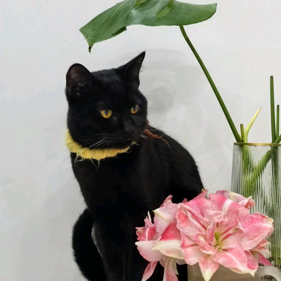曾发财是只猫