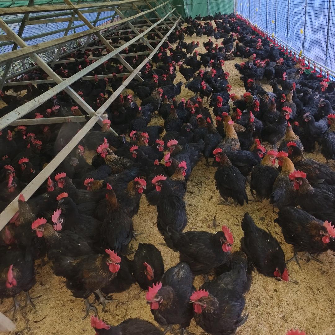 ღ陕西散养土鸡静姐