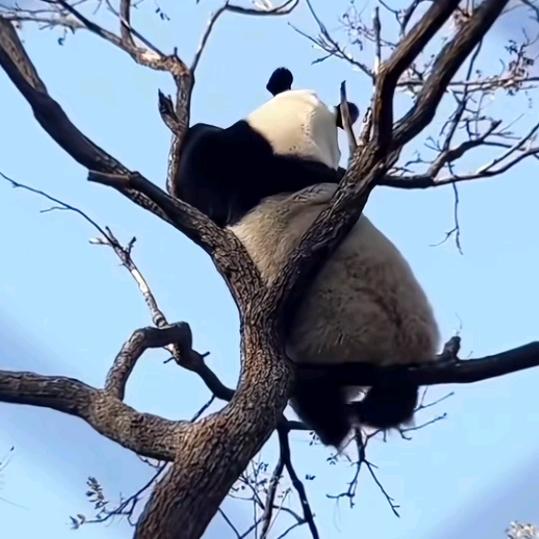🐼🐼🐼🐼🐼🐼