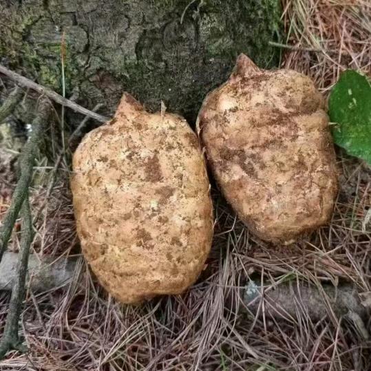 小草坝天麻一件代发